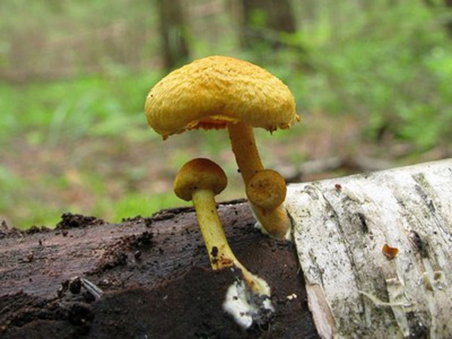 Чешуйчатка травяная