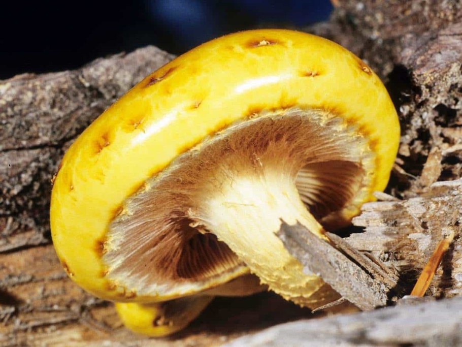 Чешуйчатка золотистая (Pholiota aurivella)