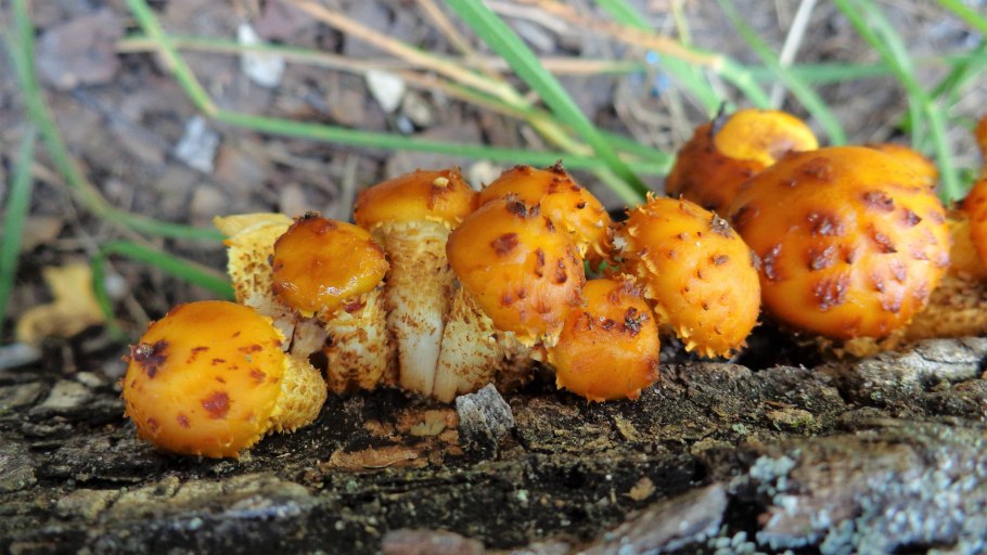 Чешуйчатка золотистая ивняк