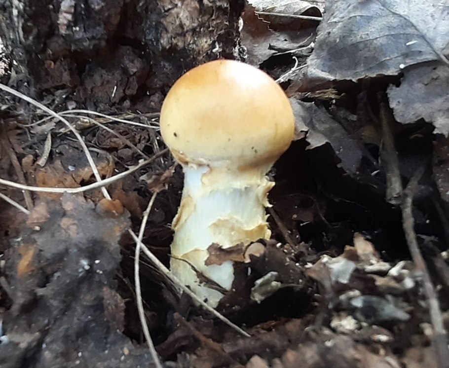 Паутинник болотный гриб