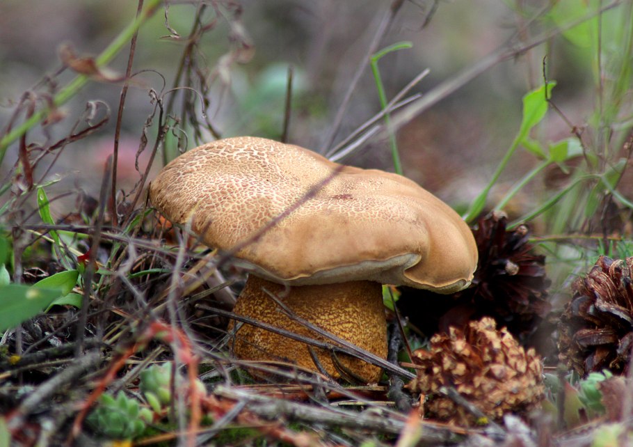 Tylopilus felleus