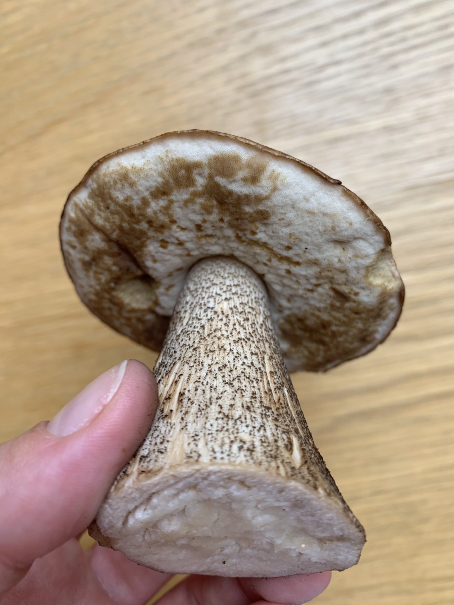 Ложный подберезовик