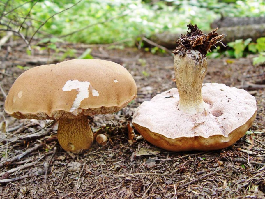 Tylopilus felleus – желчный гриб