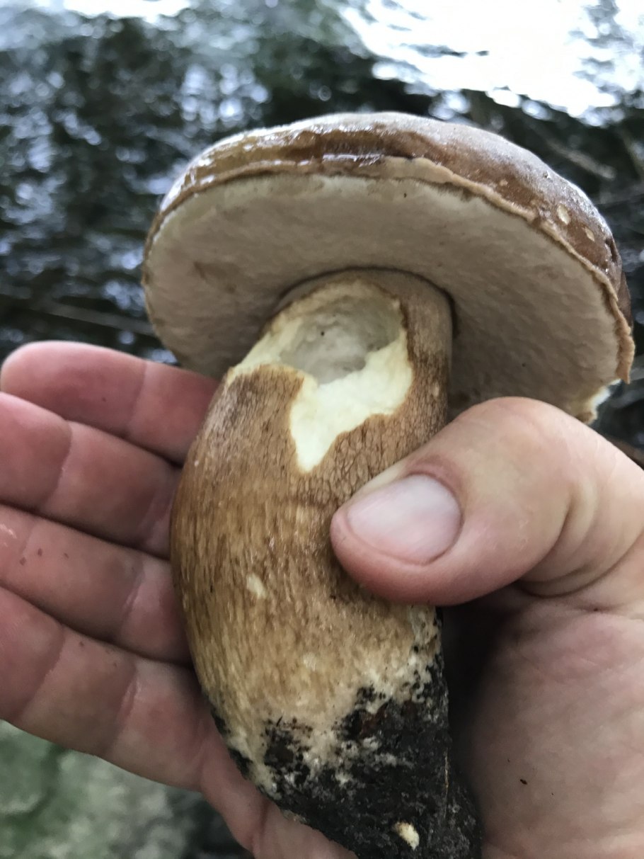 Ложный Боровик