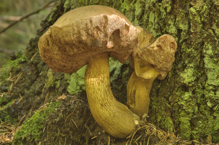 Tylopilus felleus – желчный гриб