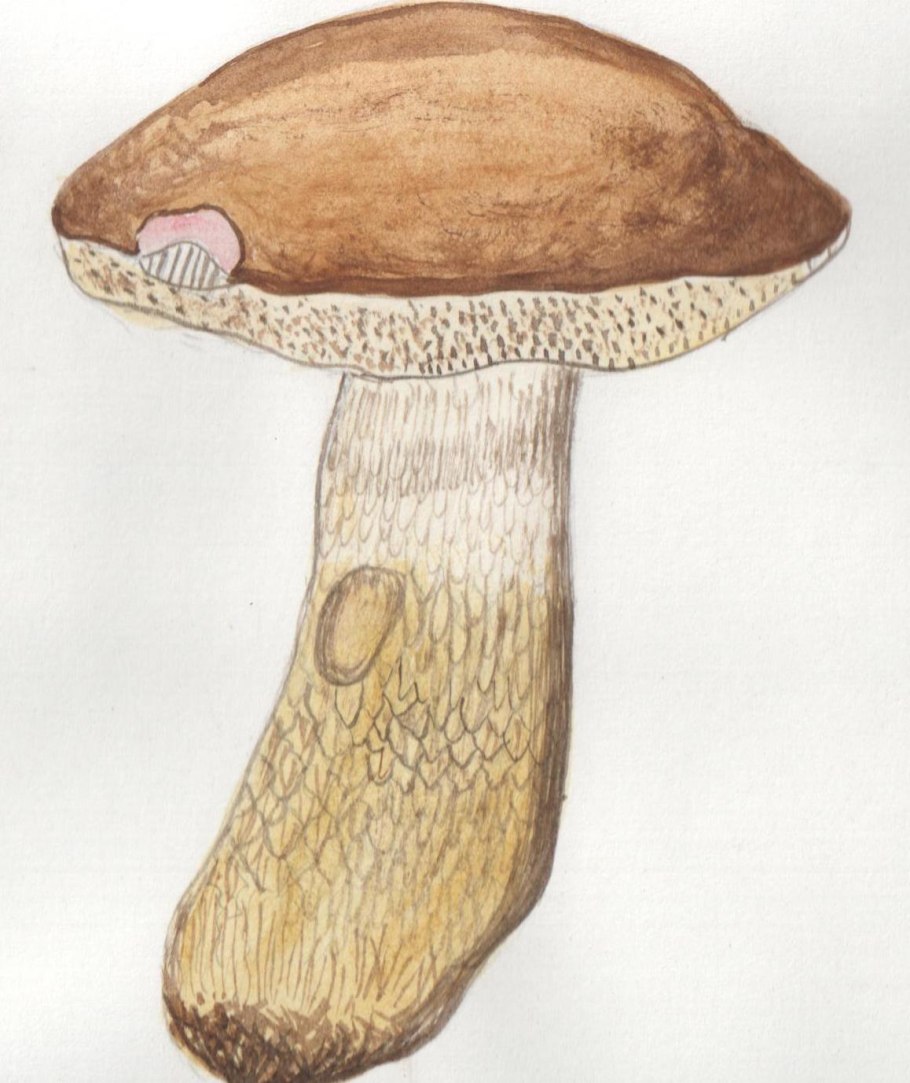 Опята желчный гриб