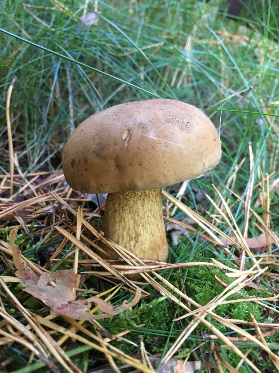 Tylopilus felleus – желчный гриб