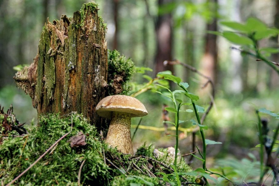 Фото желчного гриба в лесу