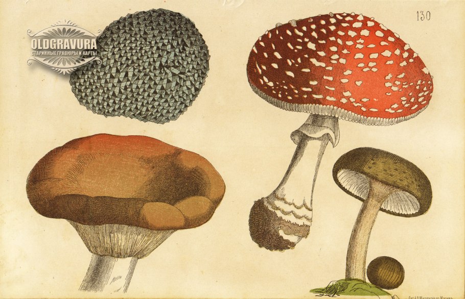 Гриб Чернуха фото и описание