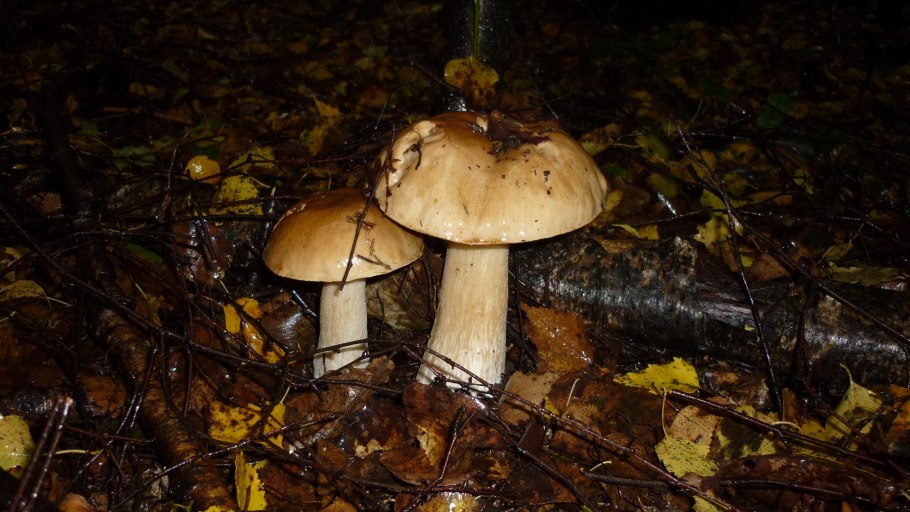 Алтайский мухомор