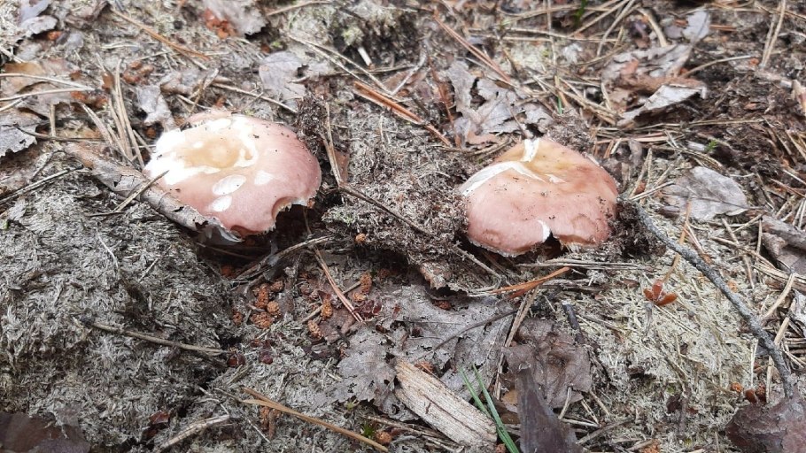 Russula vesca – сыроежка пищевая