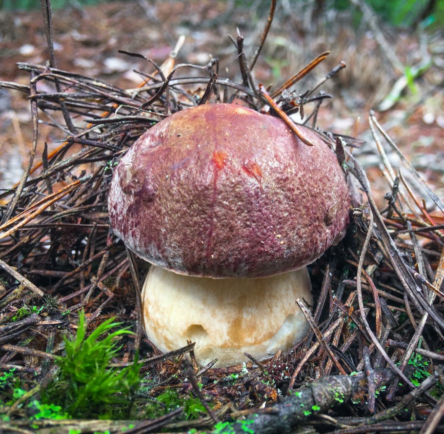 Чёрные лисички грибы