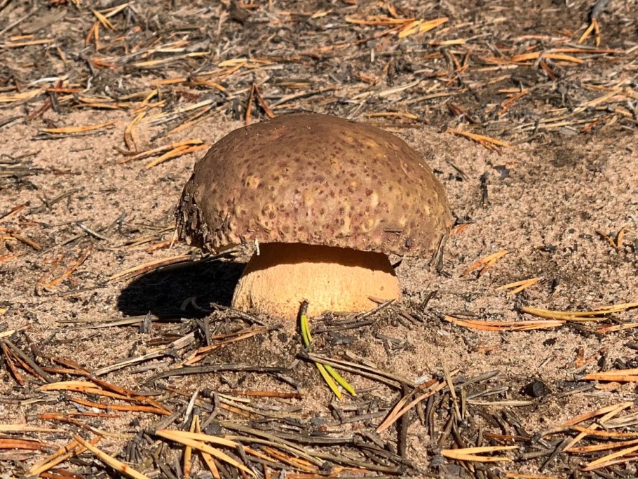 Млечный груздь