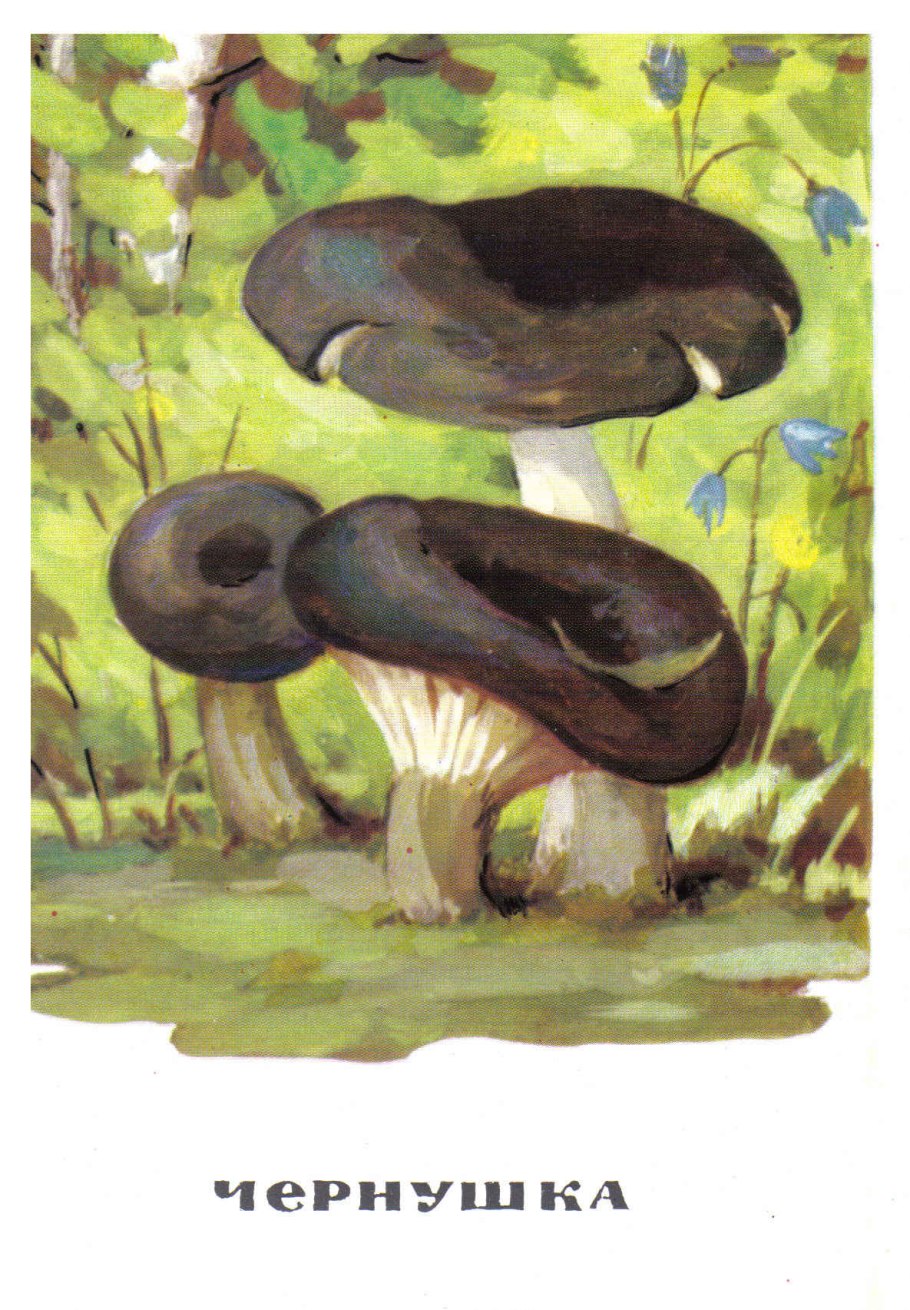 Обабок гриб великан