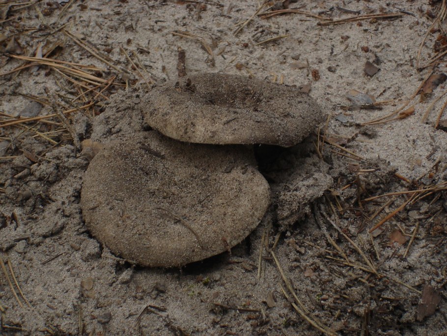Груздь войлочный 8 букв сканворд