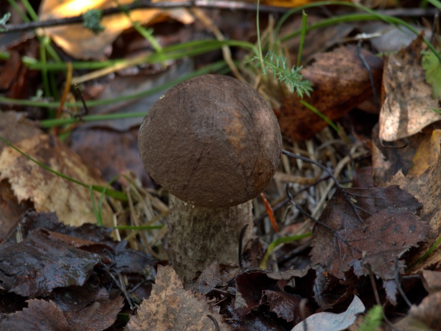 B. edulis – белый гриб