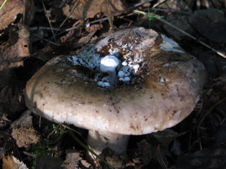 Астерофора паразитная