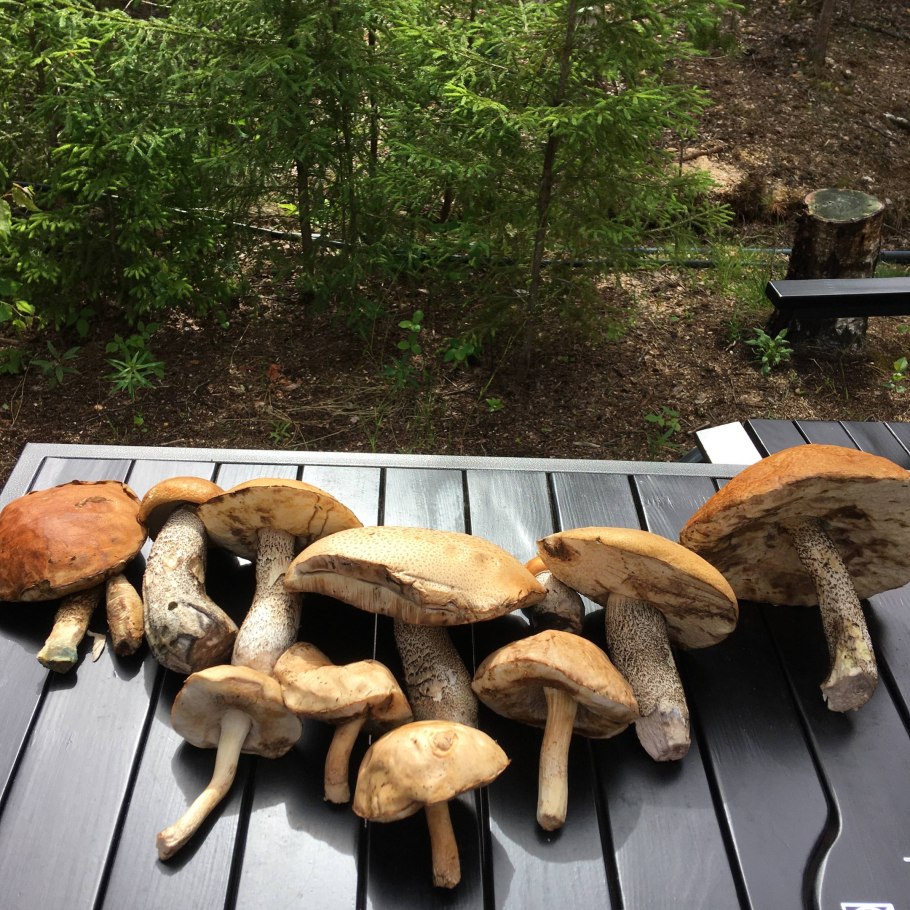 Краснушка гриб