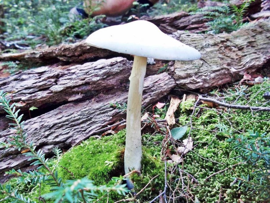 Мухомор вонючий поганка