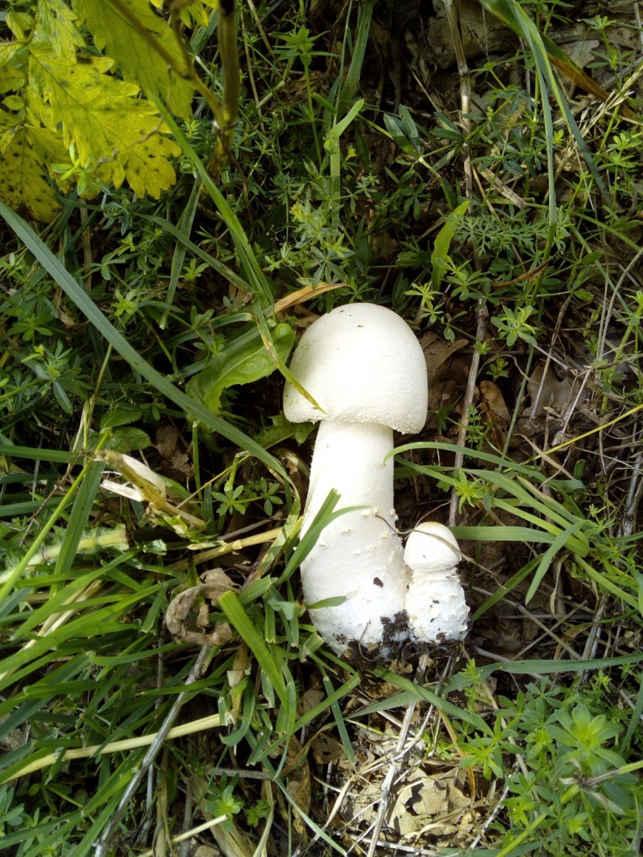 Мухомор шишковидный Amanita