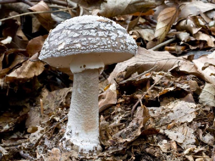 Поплавок белоснежный Amanita nivalis