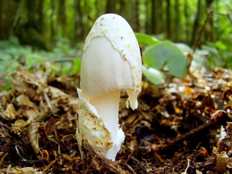 Бледная поганка Крымская