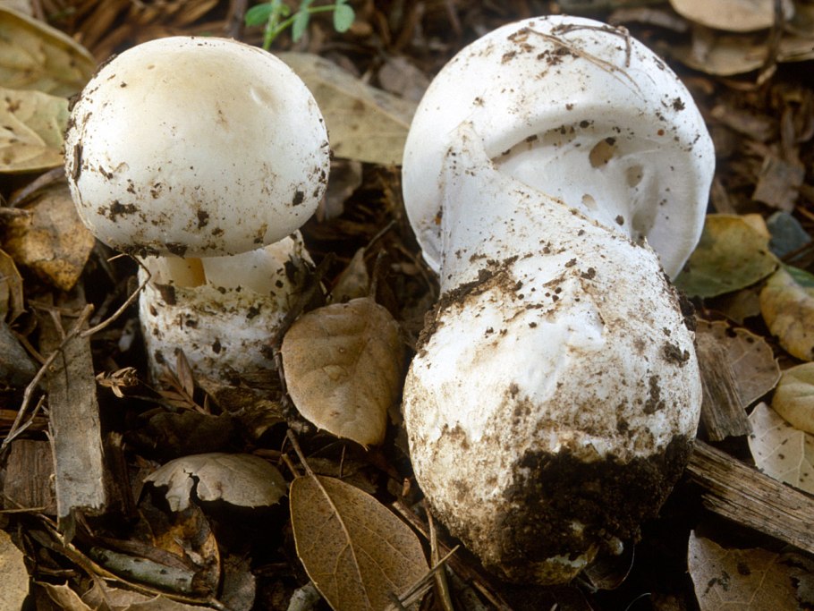 Amanita ocreata гриб