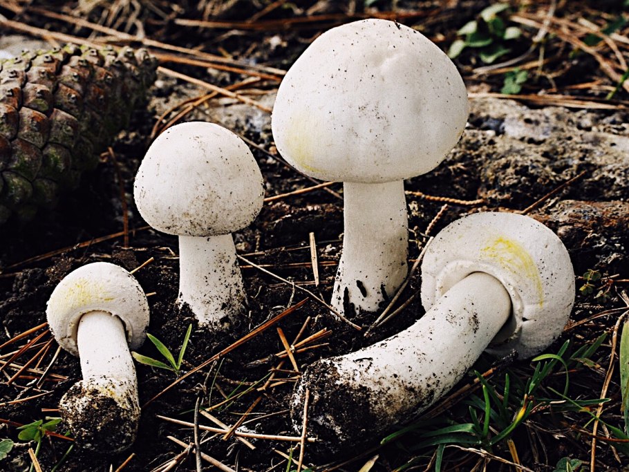 Шампиньон эссета (agaricus essettei)