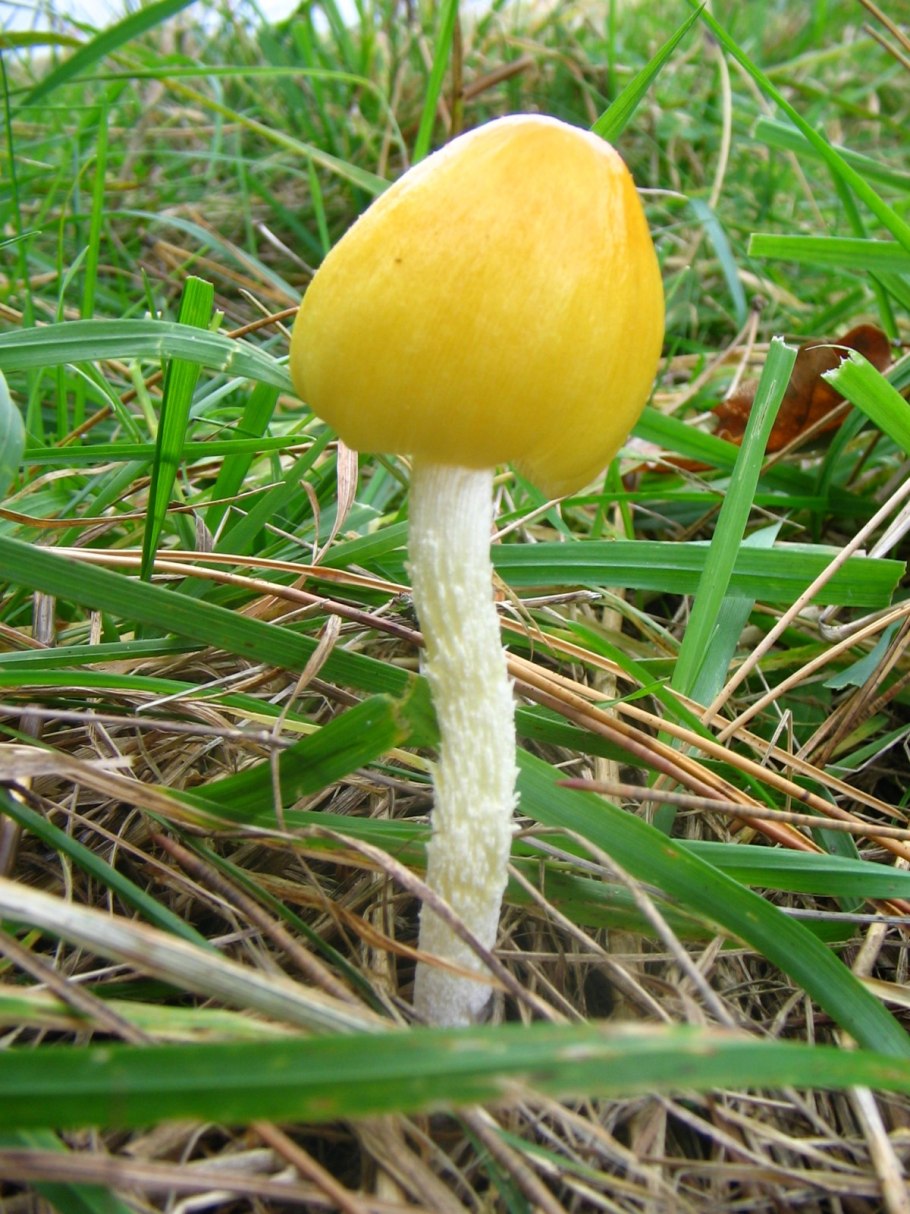 Мухомор белый (Amanita Verna)