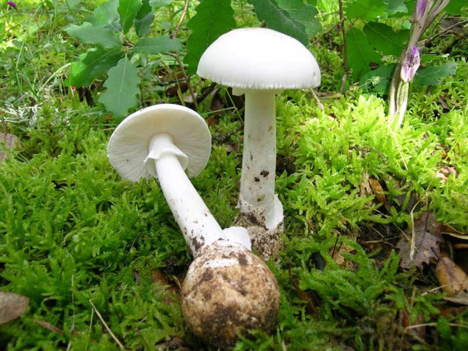 Мухомор белый (Amanita Verna)