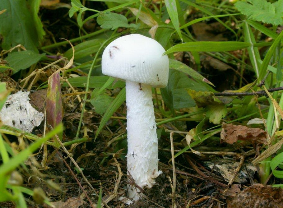 Amanita virosa гриб