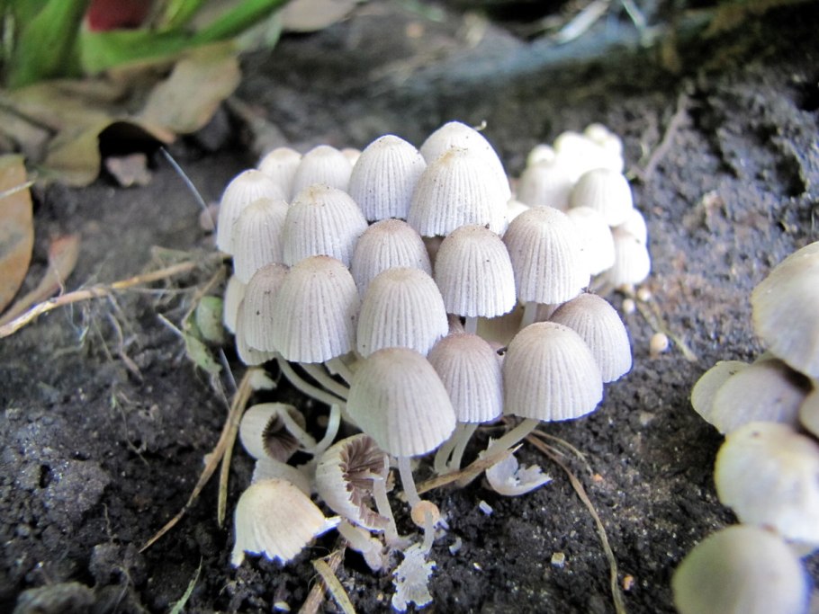 Мухомор белый поганковидный