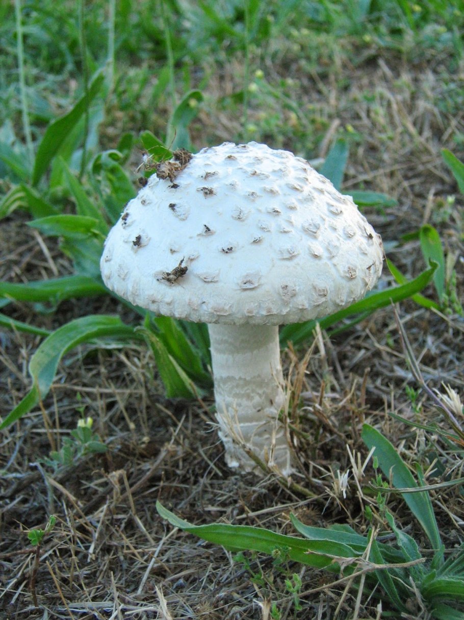 Бледная поганка белая
