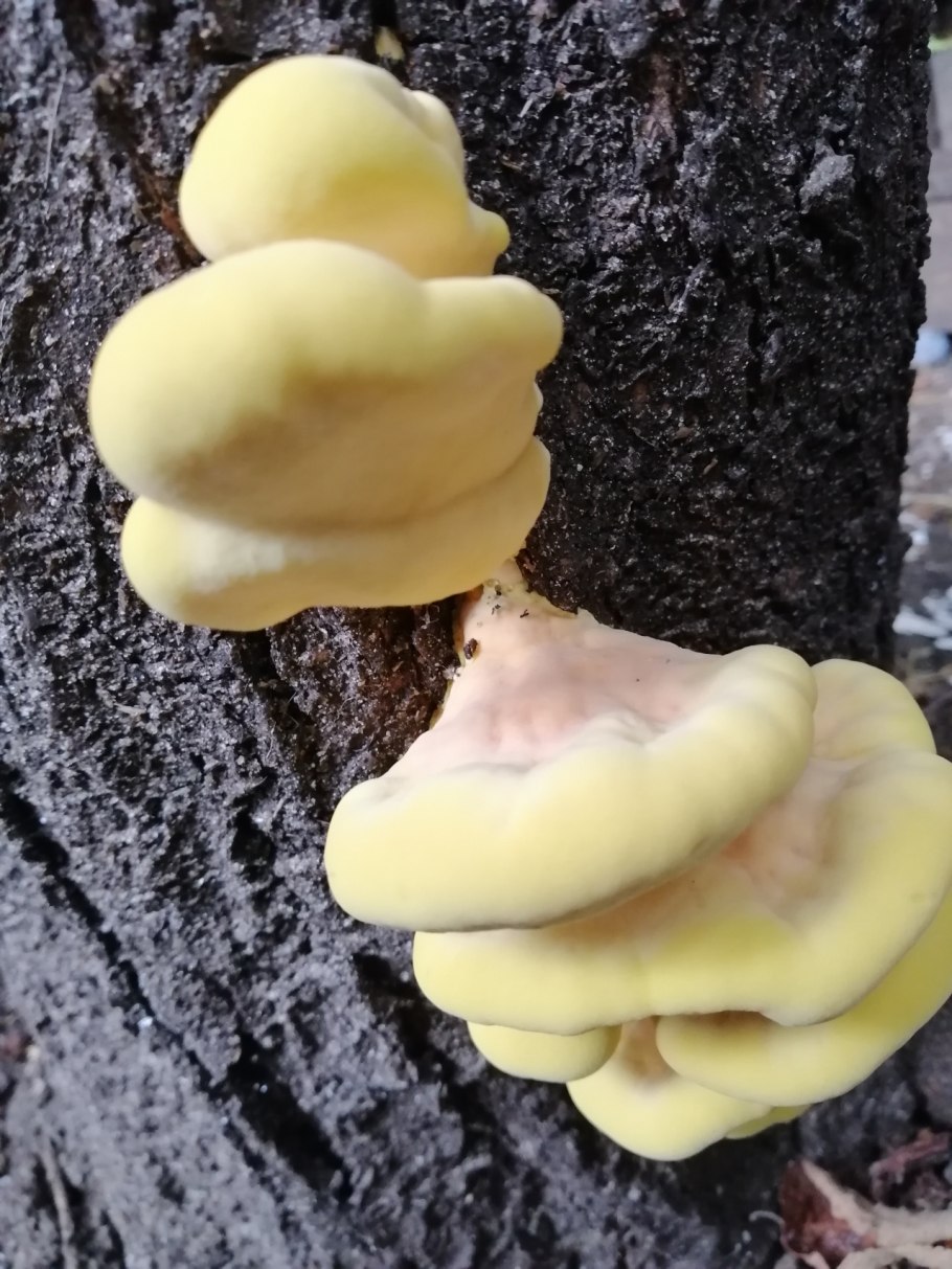 Трутовик серно-желтый Laetiporus sulphureus