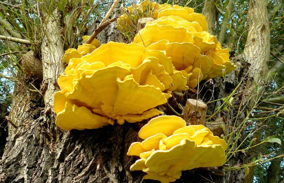 Древесный гриб трутовик древесный гриб трутовик