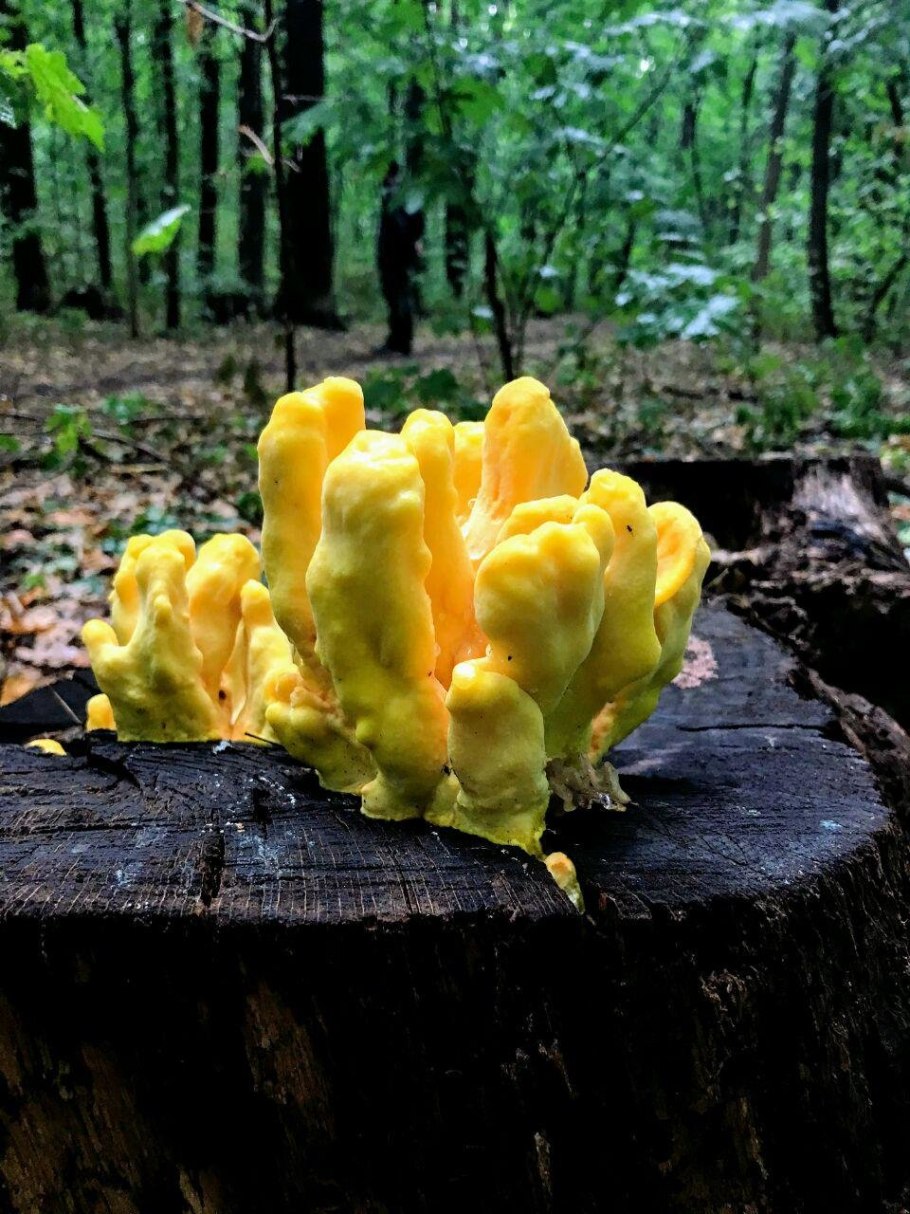 Летипорус гриб