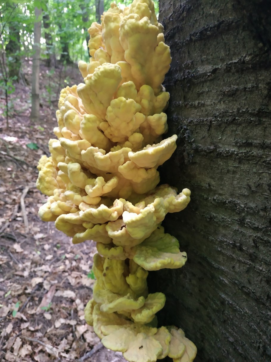 Трутовик уховидный