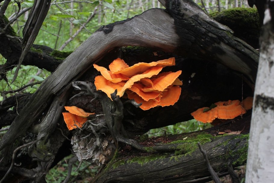 Трутовик сернисто жёлтый