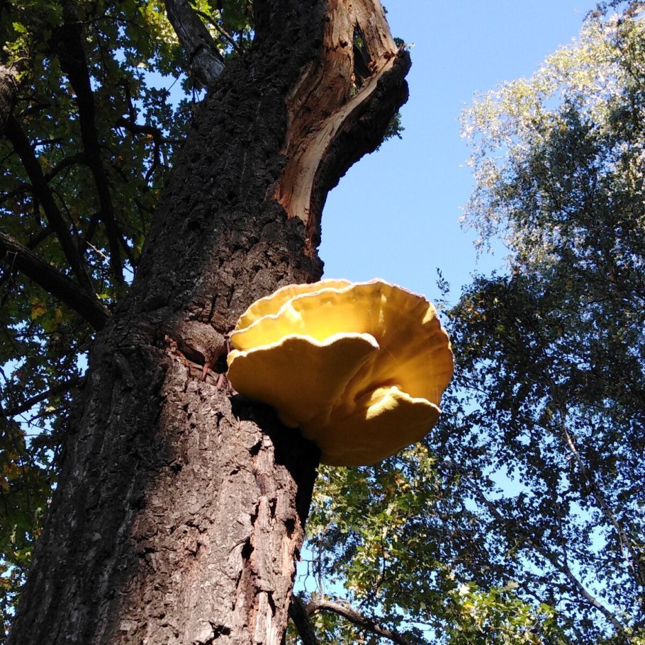 Трутовик серно-жёлтый