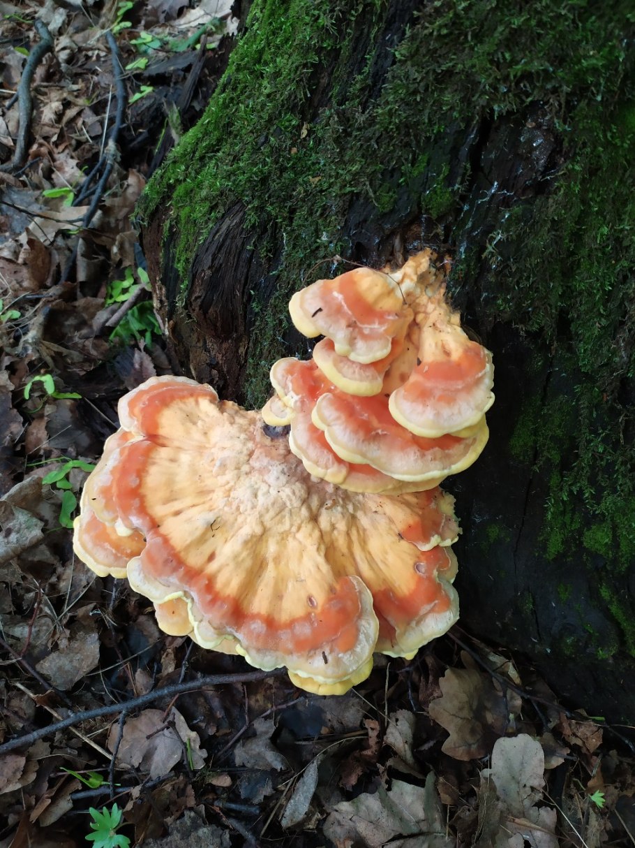 Трутовик серно-желтый Laetiporus sulphureus