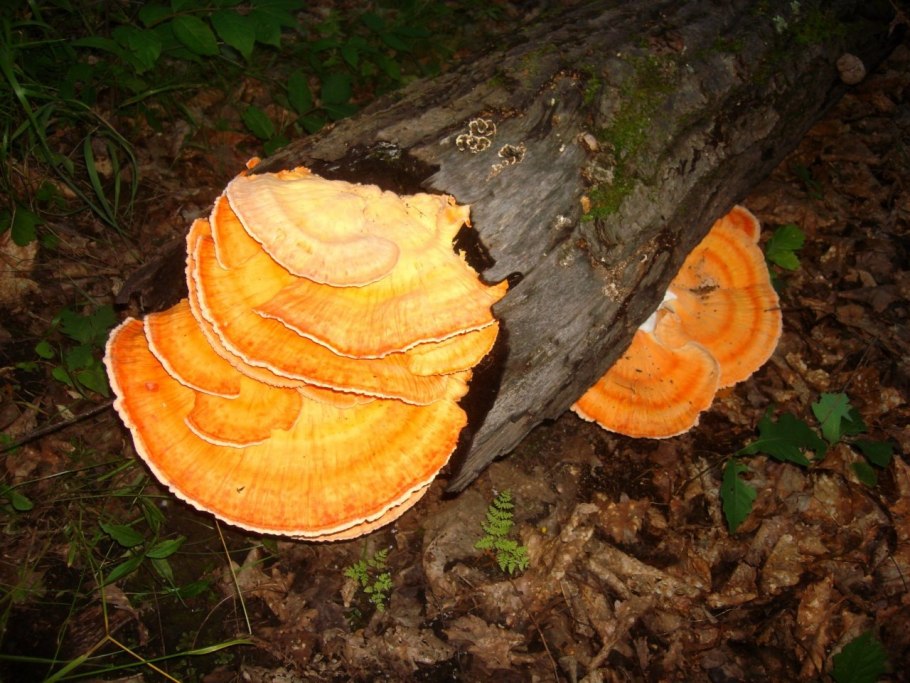 Серно желтый трутовик