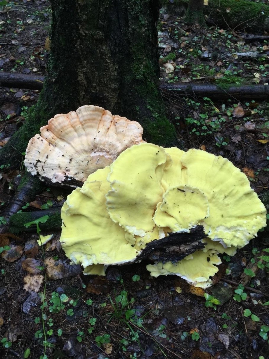 Трутовик серно жёлтый трутовики
