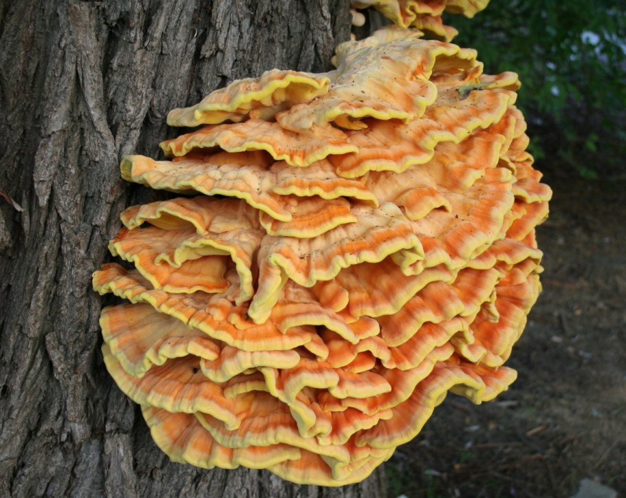 Трутовик серно-желтый Laetiporus sulphureus