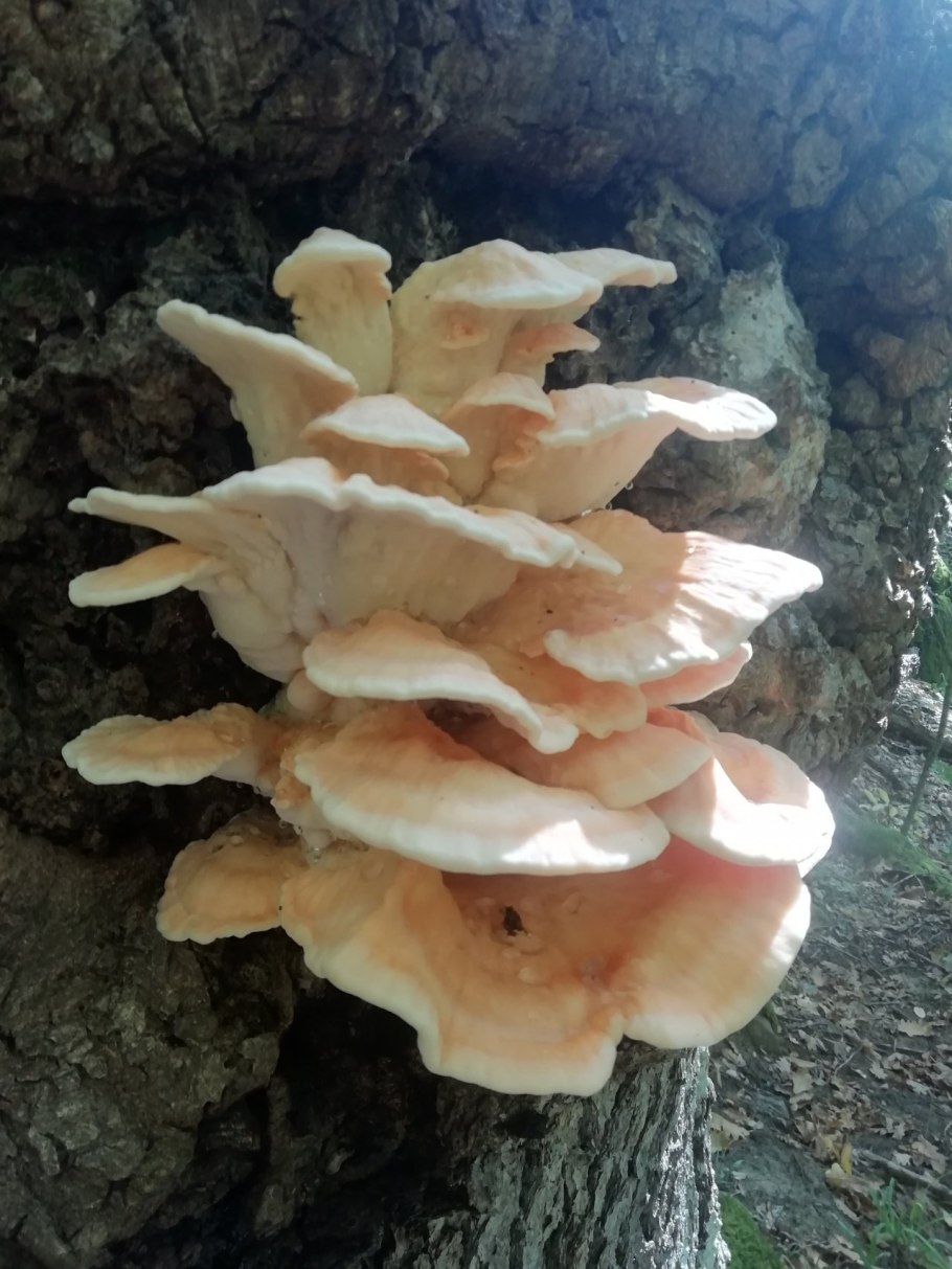 Трутовик гребенчатый