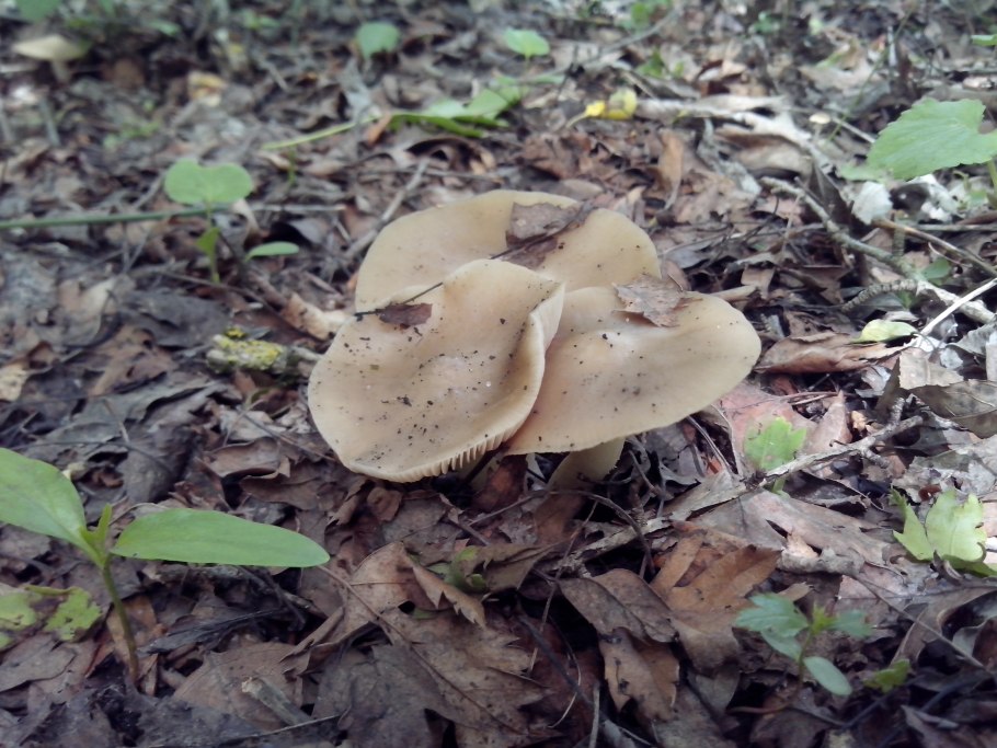 Грибы подсливник Ставропольского края