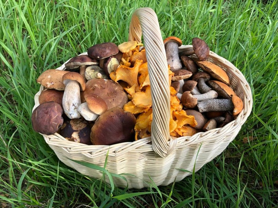 Сбор грибов