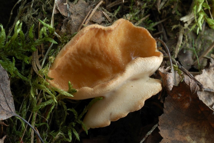Gyromitra leucoxantha