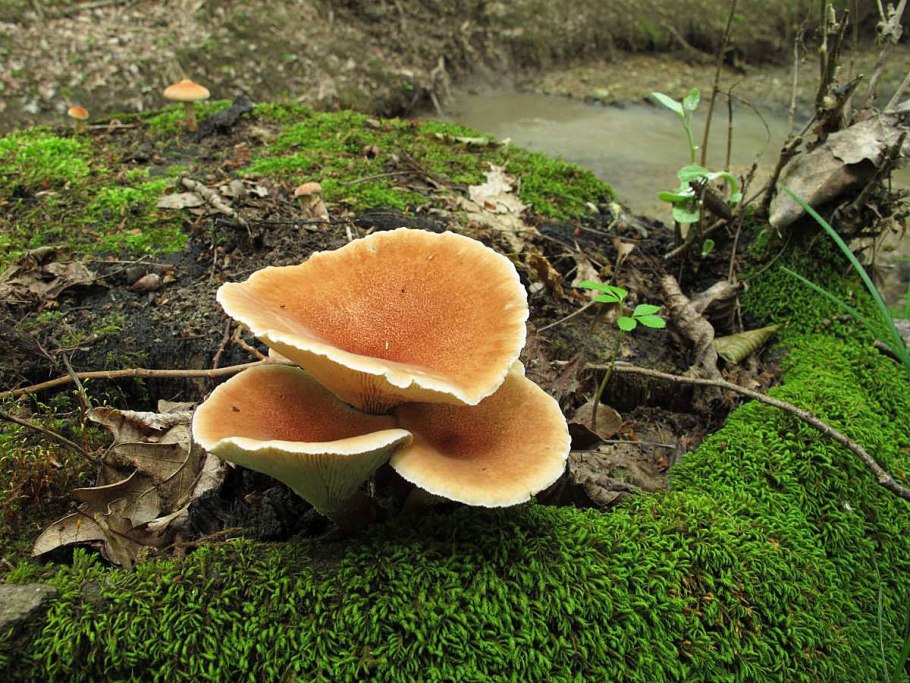 Пилолистник бокаловидный Lentinus cyathiformis