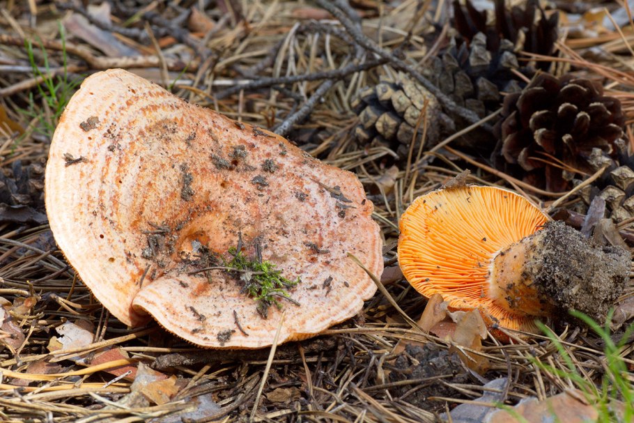 Крымские рыжики грибы