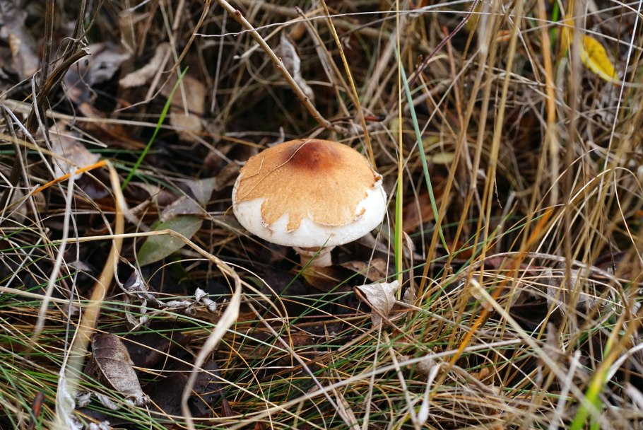 Грибы Краснодарский край маслята